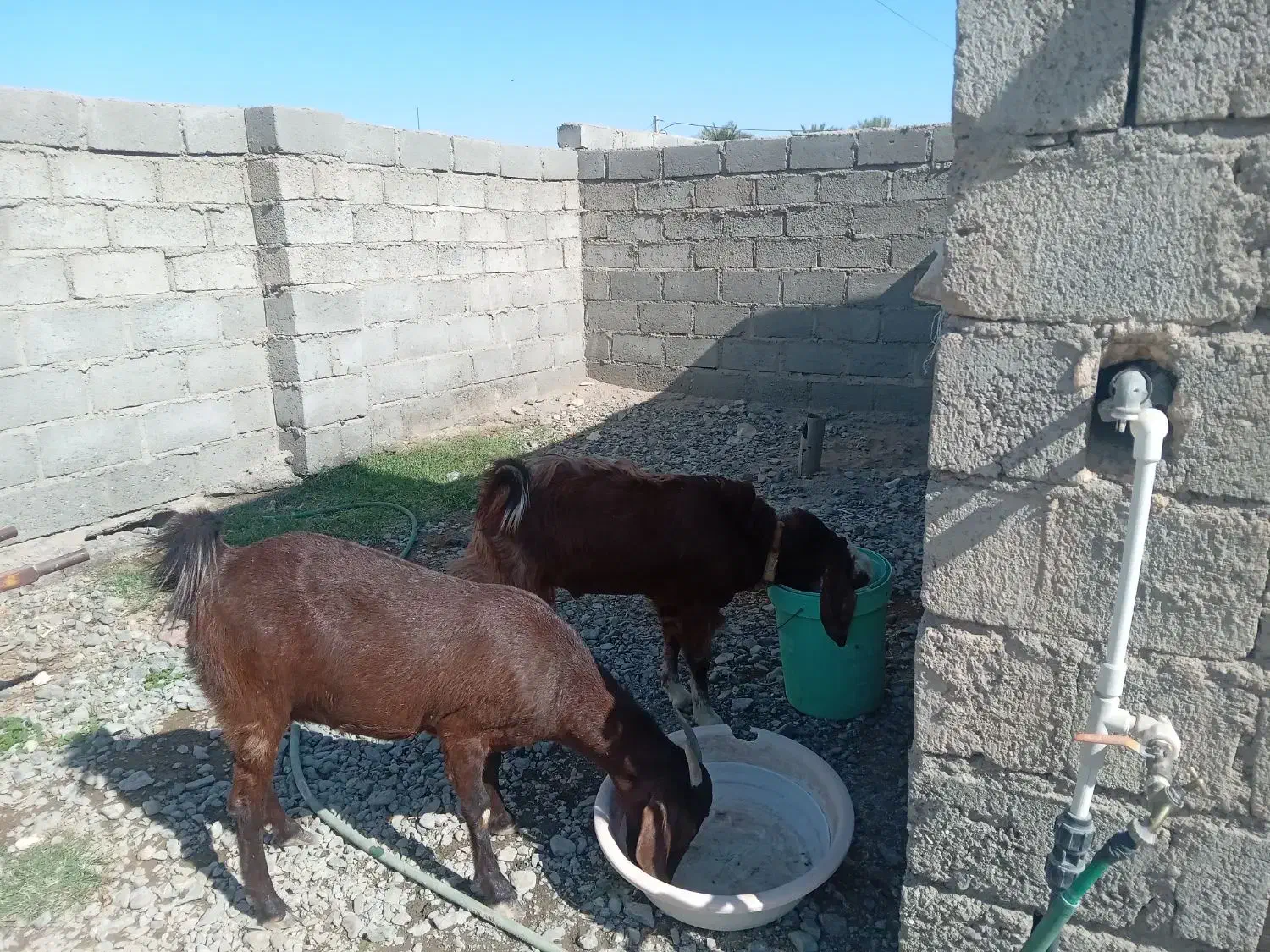 فروش بز و چپشت چاق و سرحال|حیوانات مزرعه|قلعه گنج, |دیوار