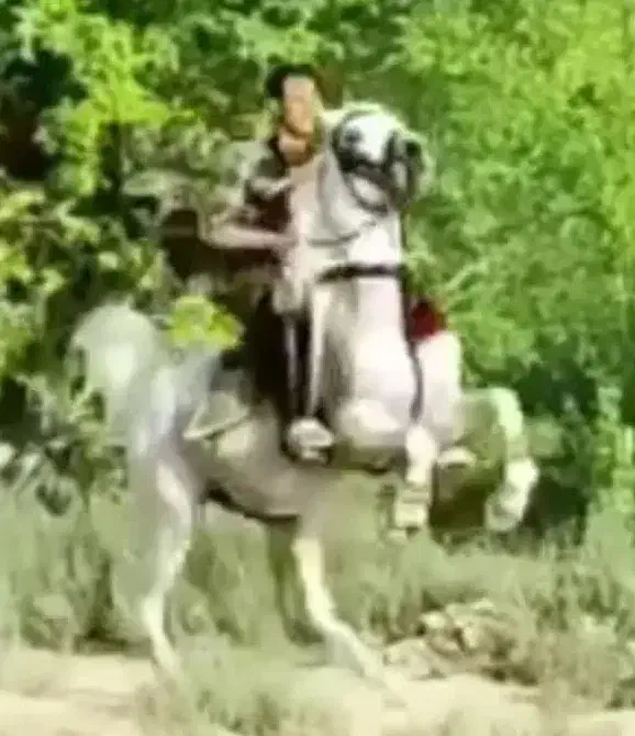 پانسیون آموزش و نگهداری اسب|اسب و تجهیزات اسبسواری|اصفهان, قهجاورستان|دیوار