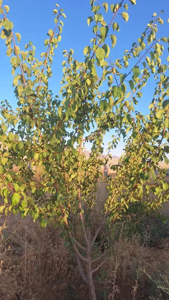 فروش باغ ۱۰۰۰ متری|فروش زمین و ملک کلنگی|همایجان, |دیوار