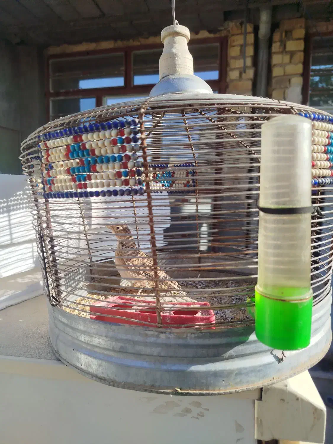 سهره خاکی|پرنده|شیراز, سلطان آباد|دیوار