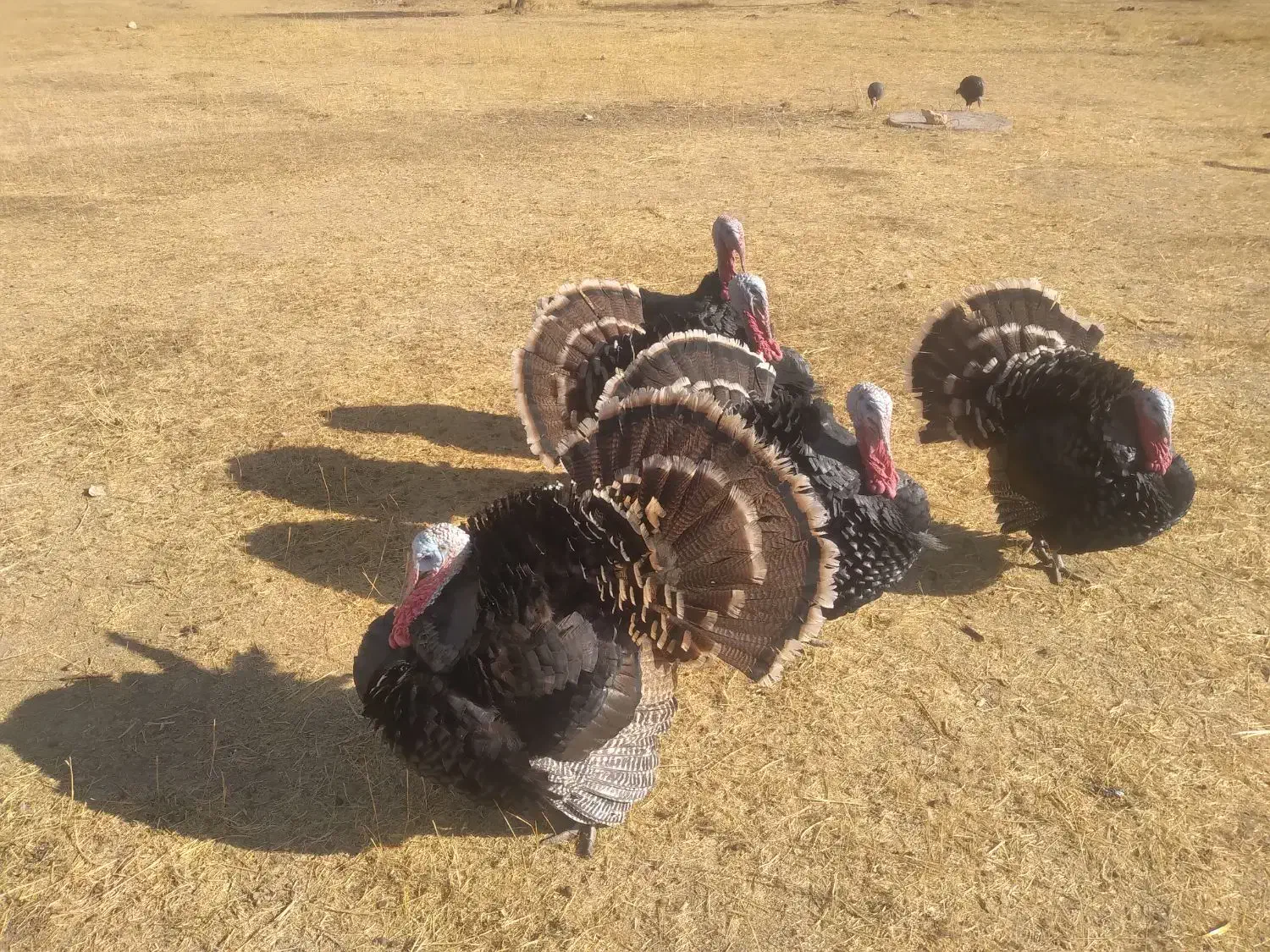 بوقلمون نر محلی ۲ساله|حیوانات مزرعه|دیواندره, |دیوار