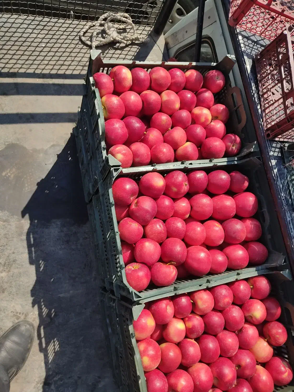 7000مترباغ معاوضه باملک درتبریز|فروش دفتر صنعتی، کشاورزی، تجاری|صوفیان, |دیوار