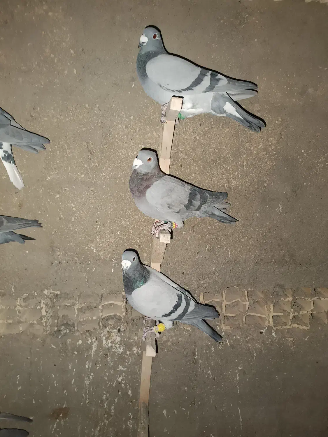 کبوتر پلاکی|پرنده|سپیدان, |دیوار