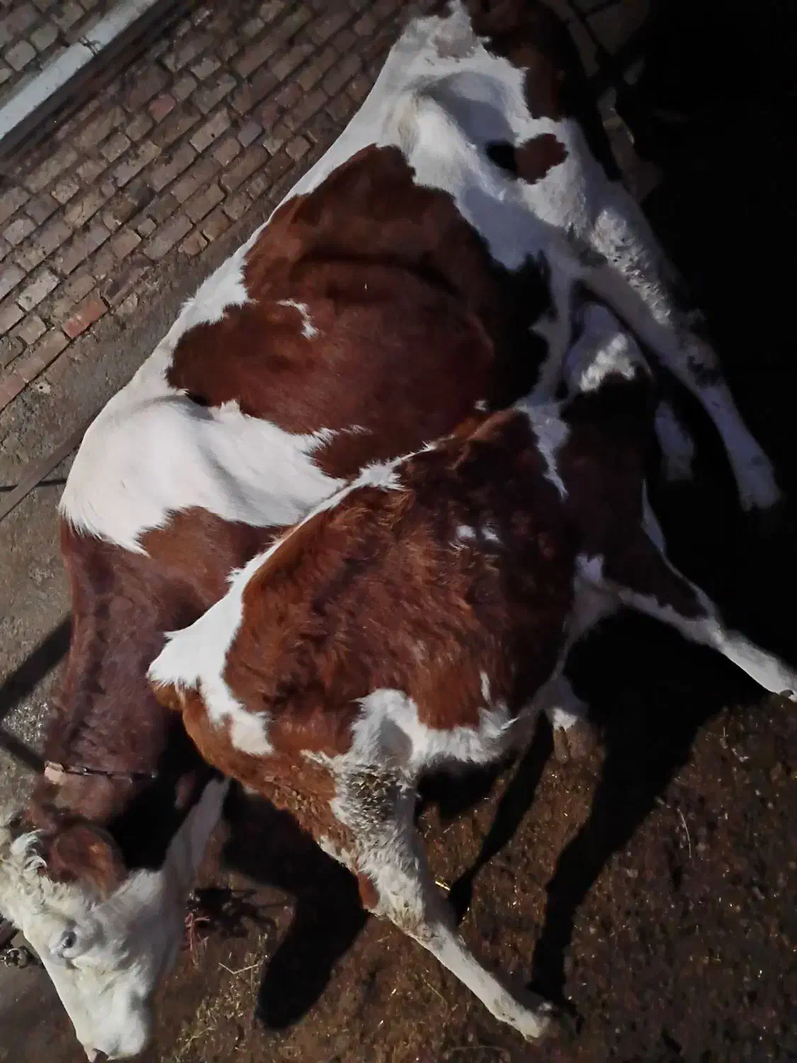 گاو|حیوانات مزرعه|ماکو, |دیوار