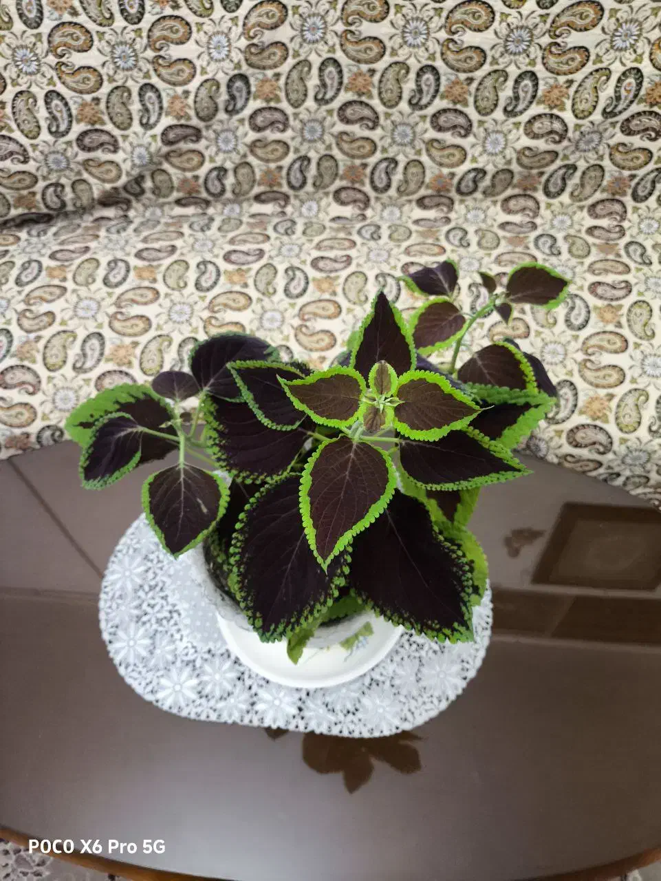 گل حسن یوسف زیبا پهن‌برگ|گل و گیاه طبیعی|کرمانشاه, |دیوار