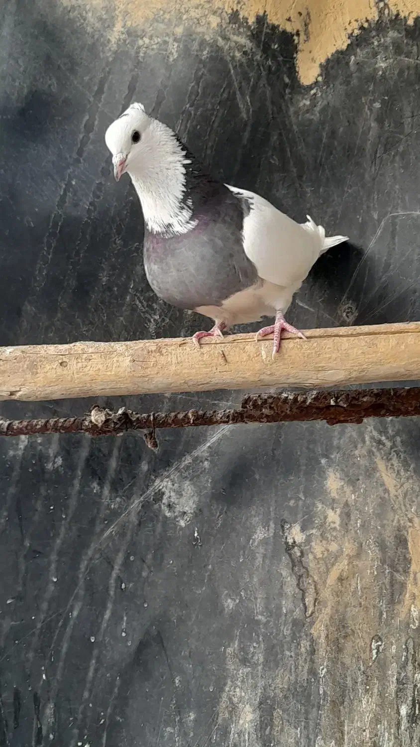 ۵۰۰۰۰۰۰|پرنده|سوسنگرد, |دیوار