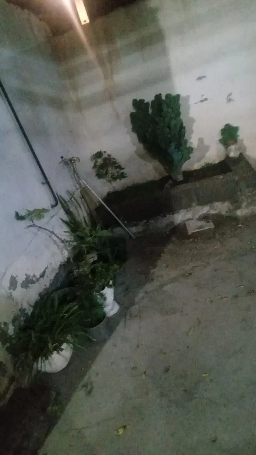 معاوضه با پرنده|گل و گیاه طبیعی|بره‌سر, |دیوار