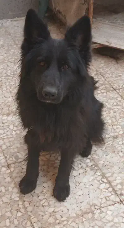 ماده بلک ژرمن موبلند حرفهای|سگ|آبادان, |دیوار