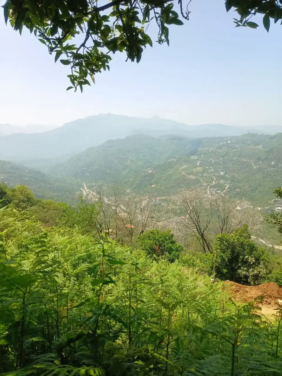 زمین۲۷۵متری،مسکونی تودارک تنکابن،باویو جنگل و دریا|فروش زمین و ملک کلنگی|دالخانی, |دیوار