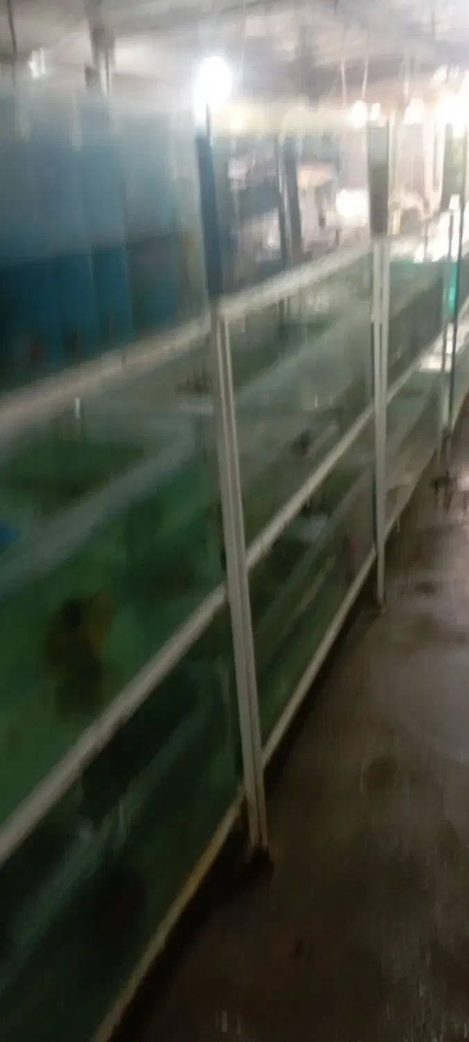 نیرو برای کارگاه پرورش ماهیان زینتی|استخدام صنعتی، فنی، مهندسی|تربت جام, پاسداران|دیوار