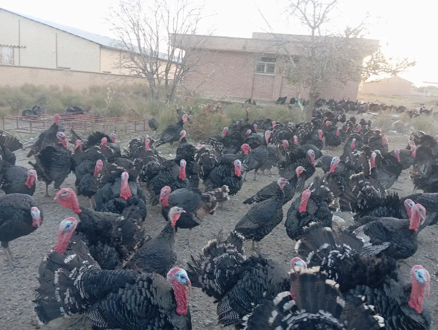 بوقلمون|حیوانات مزرعه|بانه, |دیوار