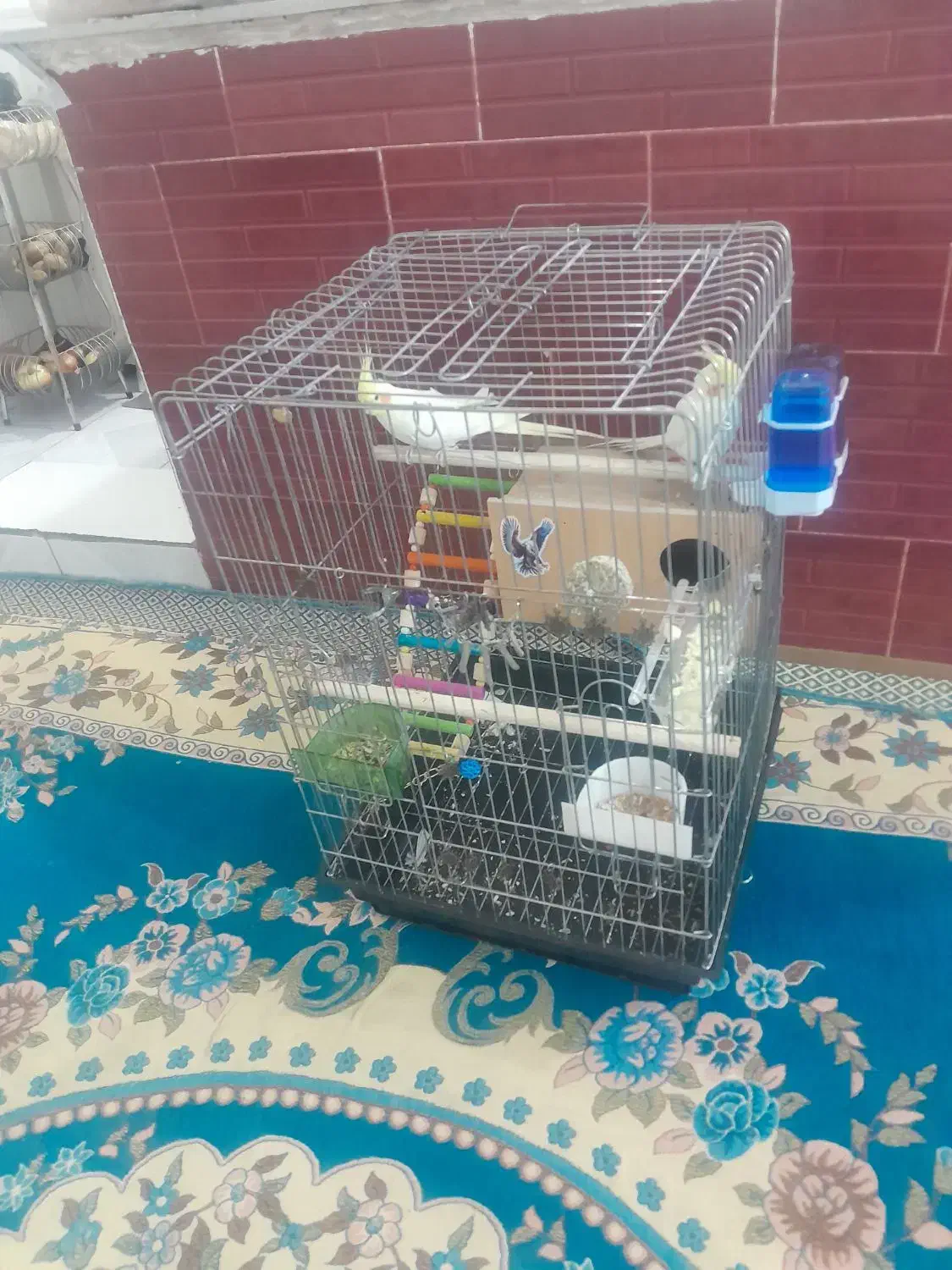 عروس هلندی مولد|پرنده|همدان, |دیوار