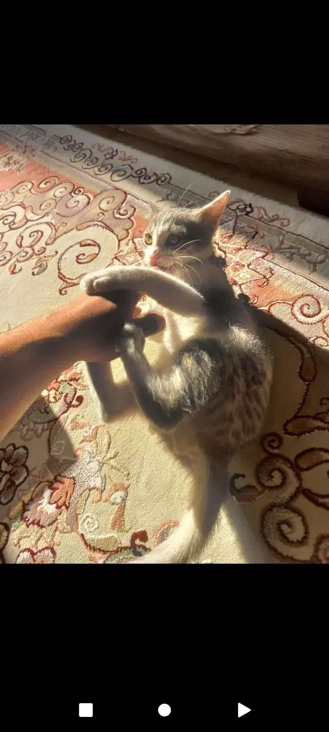 واگذاری بچه گربه|گربه|ری, دیلمان|دیوار