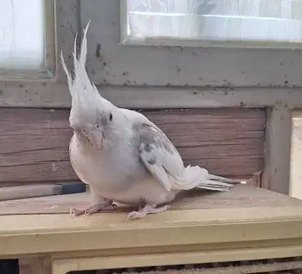 عروس هلندی به نرخ کارخانه|پرنده|بندرعباس, |دیوار