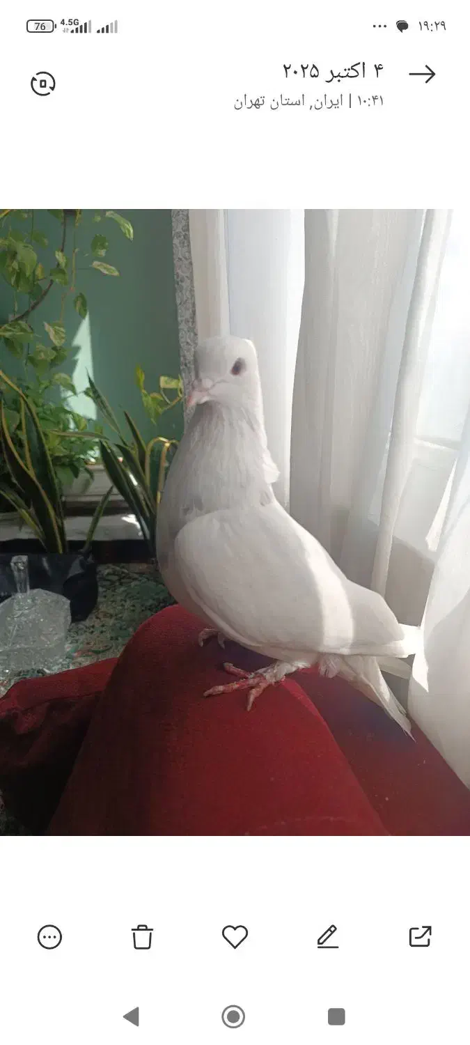 گمشده|حیوانات|کرج, چهارصد دستگاه|دیوار