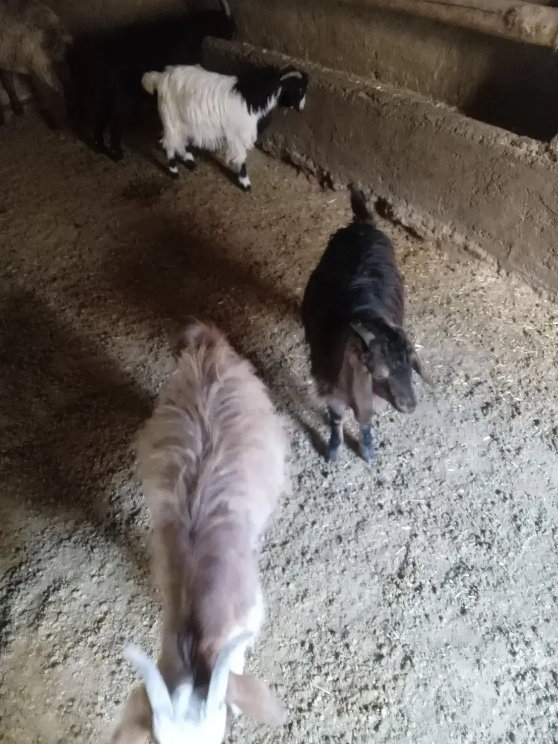 ۴ عدد بزغاله نر وماده چاق و گوشتی فروش فوری|حیوانات مزرعه|شیروان (خراسان), |دیوار