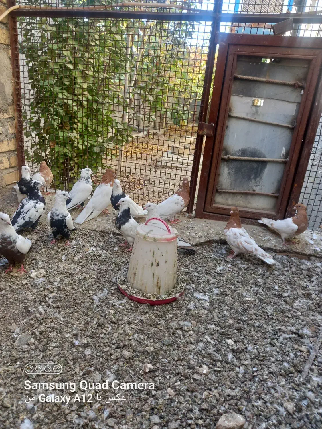 چند جفت دمی کله ای طوقی فرش|پرنده|سیلاخور, |دیوار