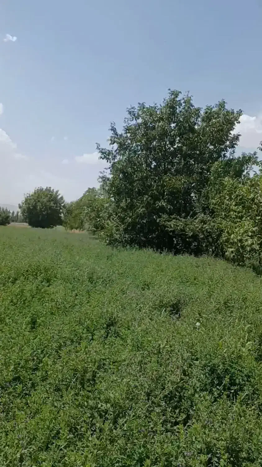 یونجه درجه یک|حیوانات مزرعه|خرمدره, |دیوار