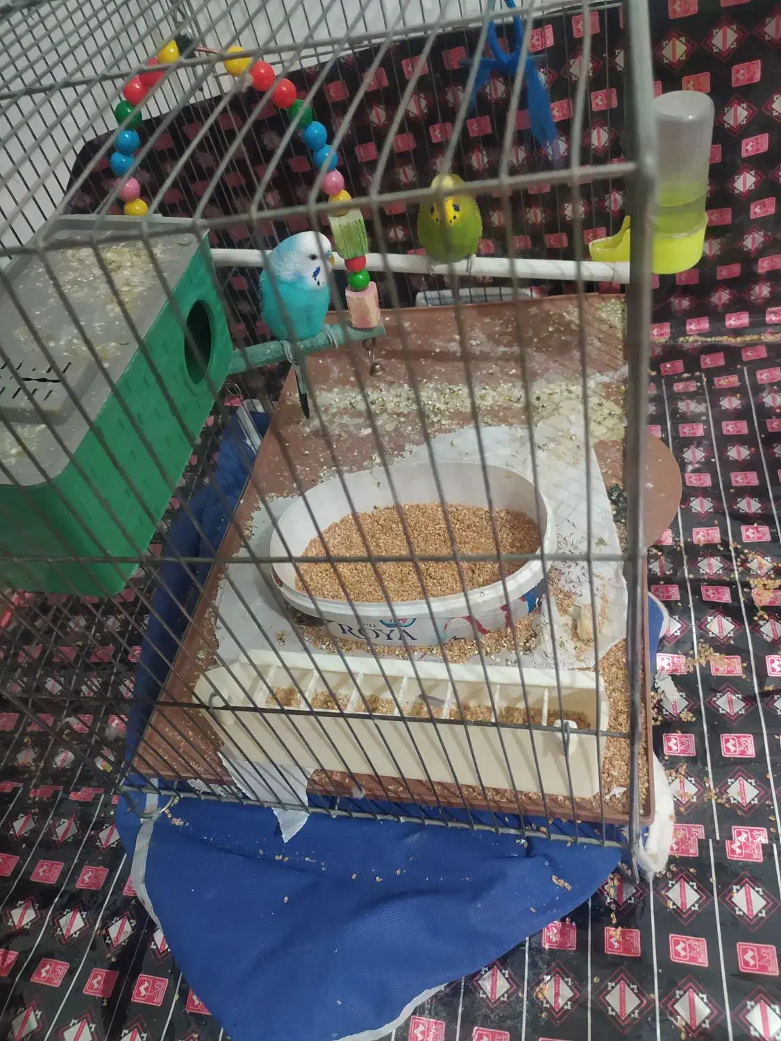 مرغ عشق|پرنده|کرمانشاه, |دیوار