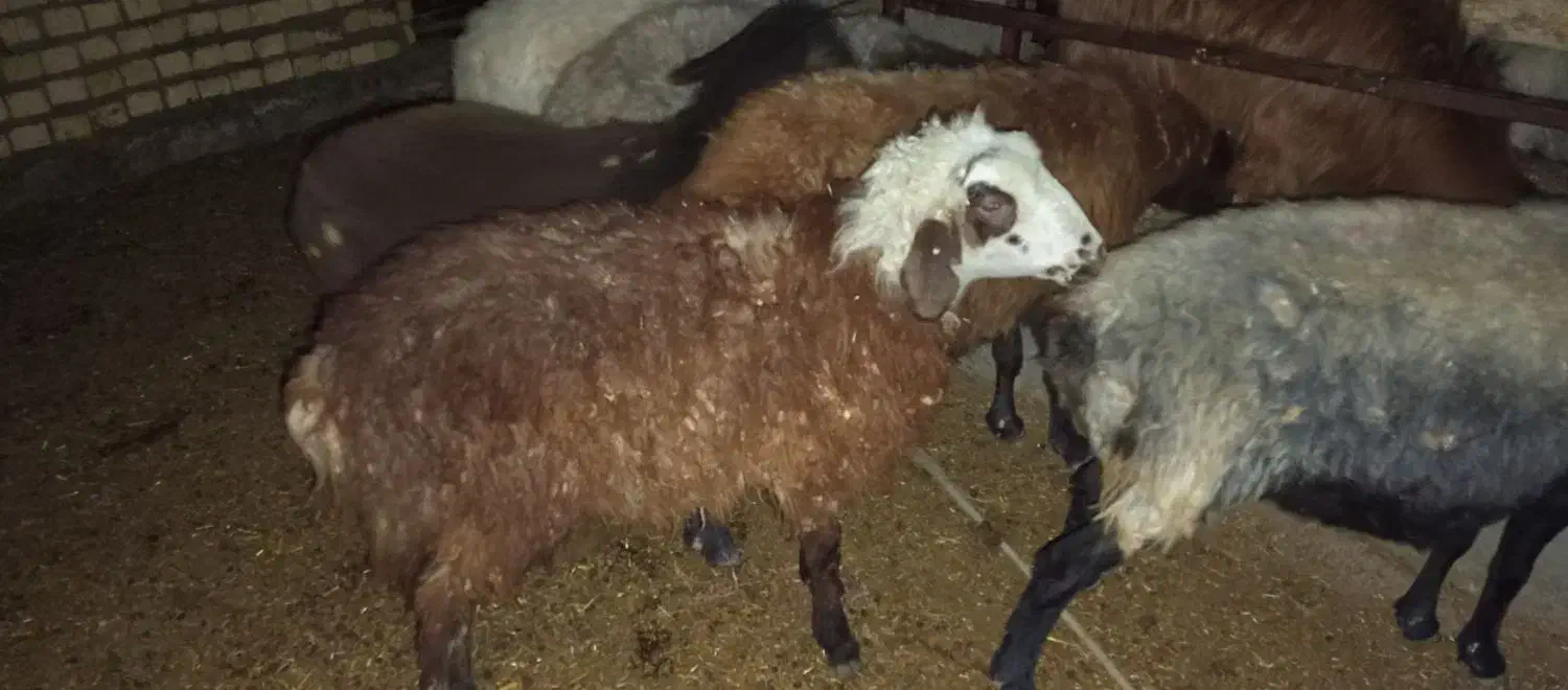 دوتا بره نر و یک ماده سبک|حیوانات مزرعه|مشهد, ایوان|دیوار