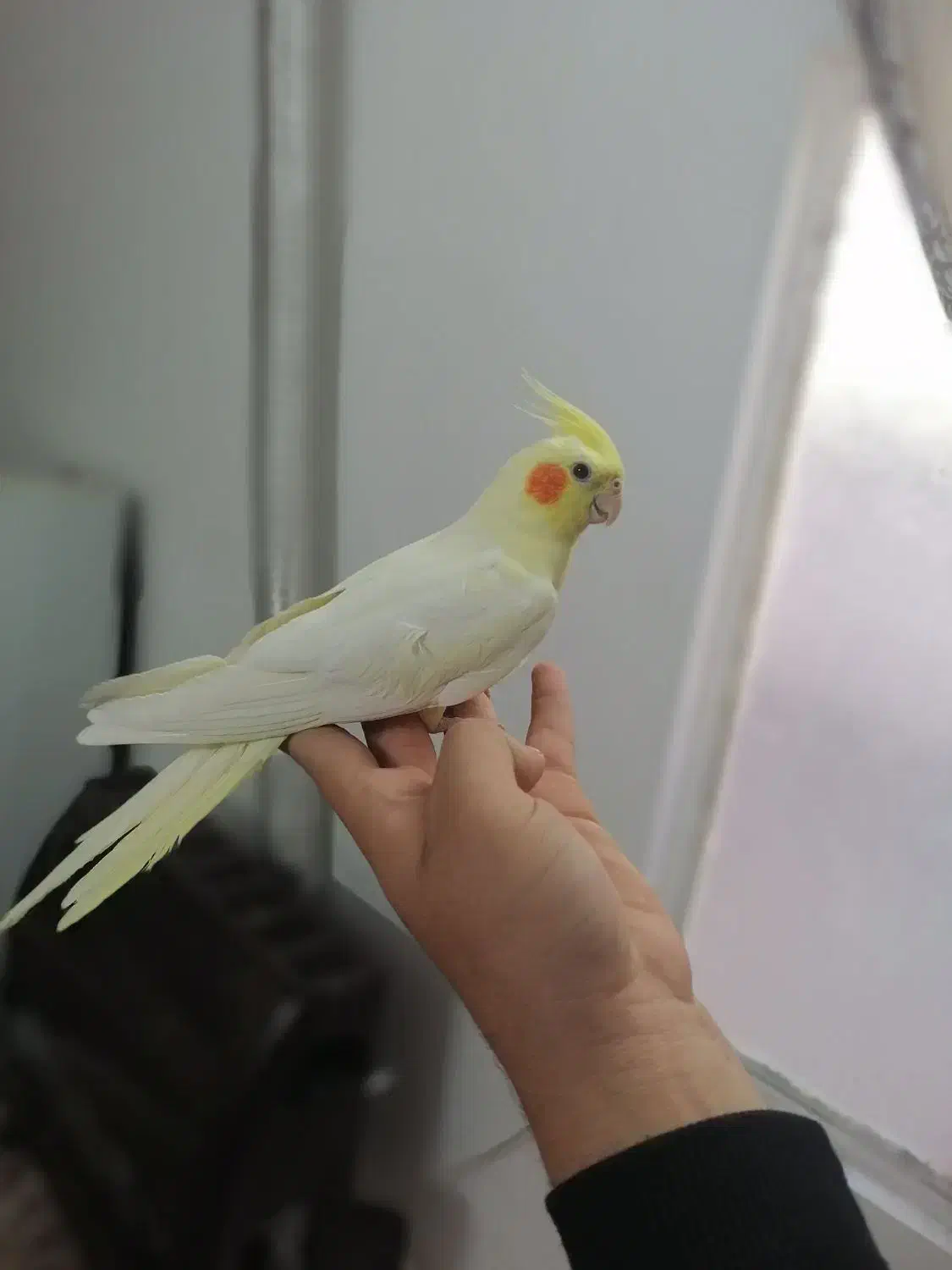 عروس هلندی لوتینو نر دستی مست مست درشت ضمانتی|پرنده|مشهد, طبرسی شمالی|دیوار