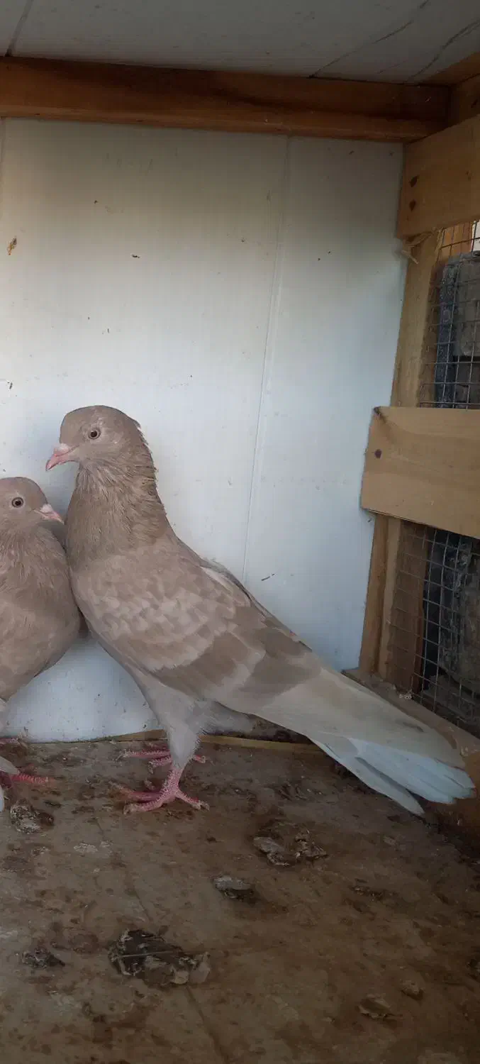 پرنده|پرنده|برازجان, |دیوار