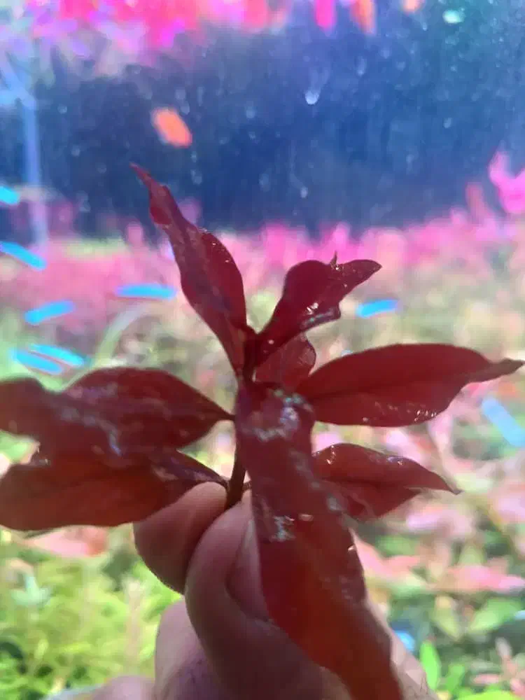 لودویجیا سوپر رد هرسی|ماهی|شیراز, گل سرخ|دیوار