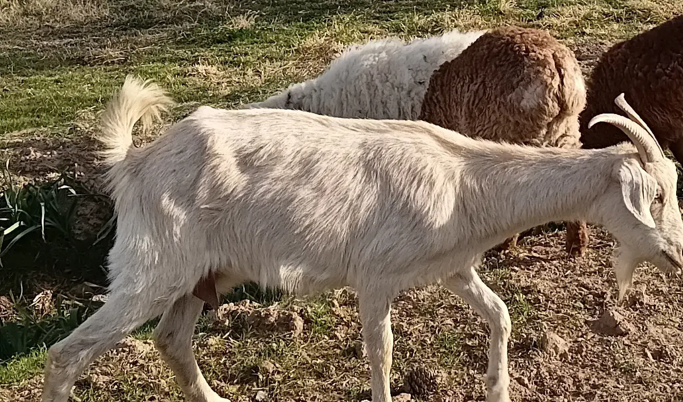 ۵بز درجه یک|حیوانات مزرعه|خوسف, |دیوار