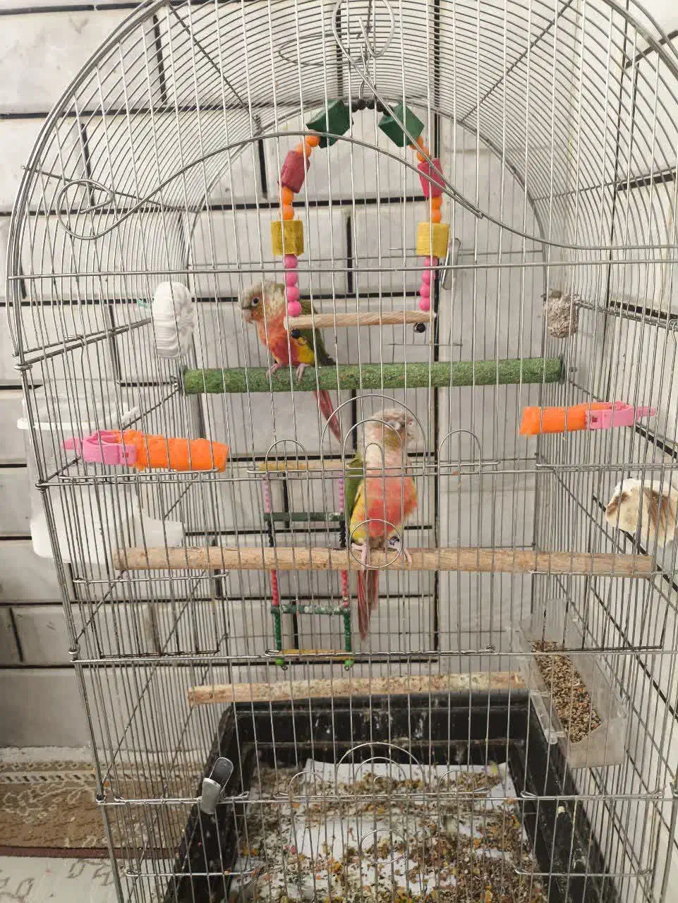 طوطی گیرینچیک آناناسی دبل رد مولد صد در صد|پرنده|اصفهان, فرودگاه شهید بهشتی|دیوار