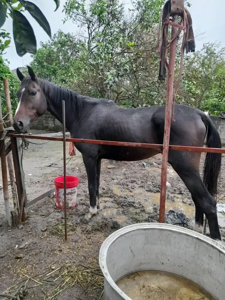 اسب عرب شناسنامه دار|اسب و تجهیزات اسبسواری|تنکابن, |دیوار