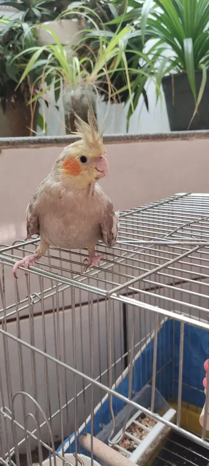 عروس هلندی|پرنده|شیراز, علی آباد|دیوار