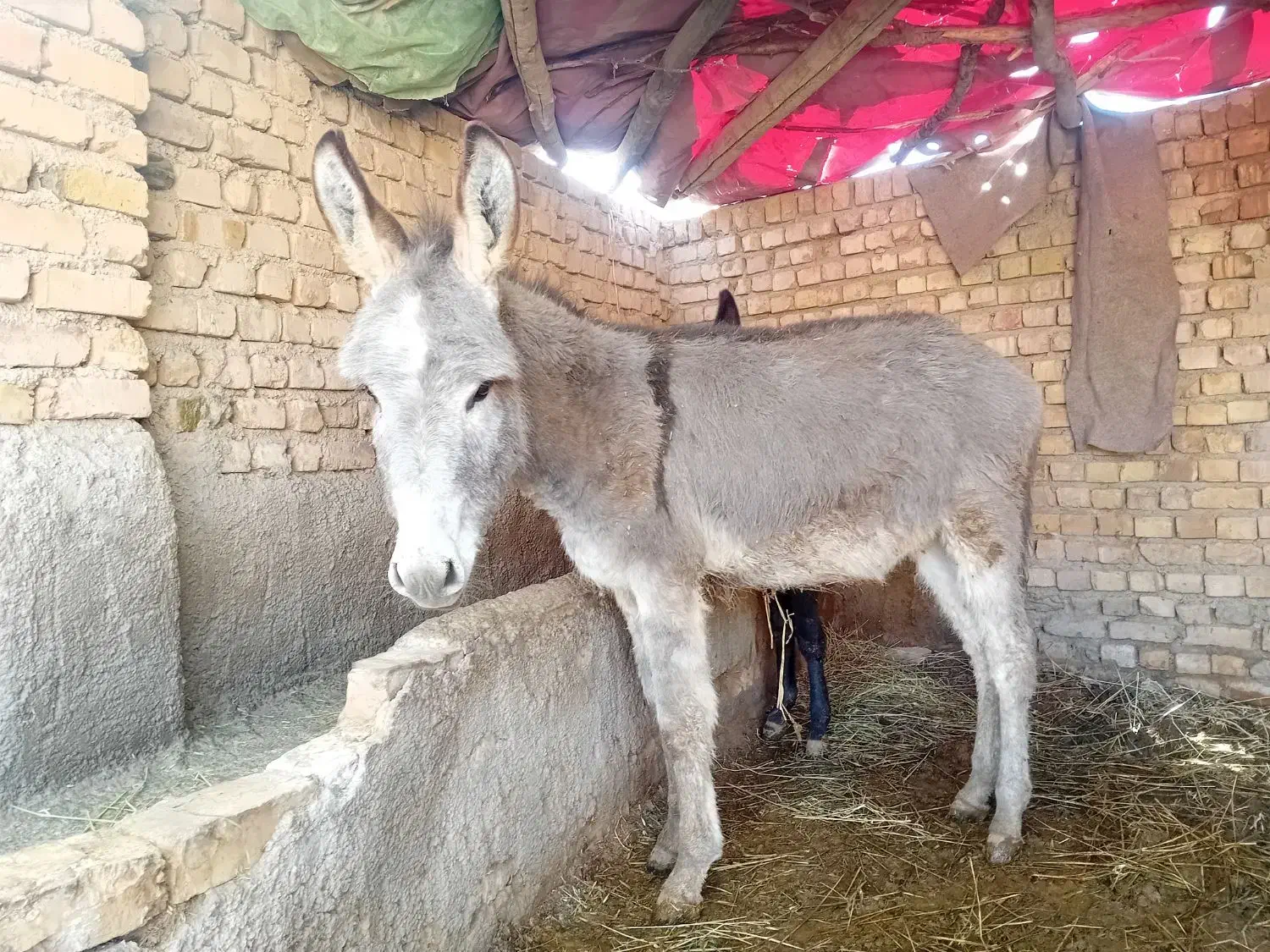 کره الاغ|حیوانات مزرعه|اسفراین, |دیوار