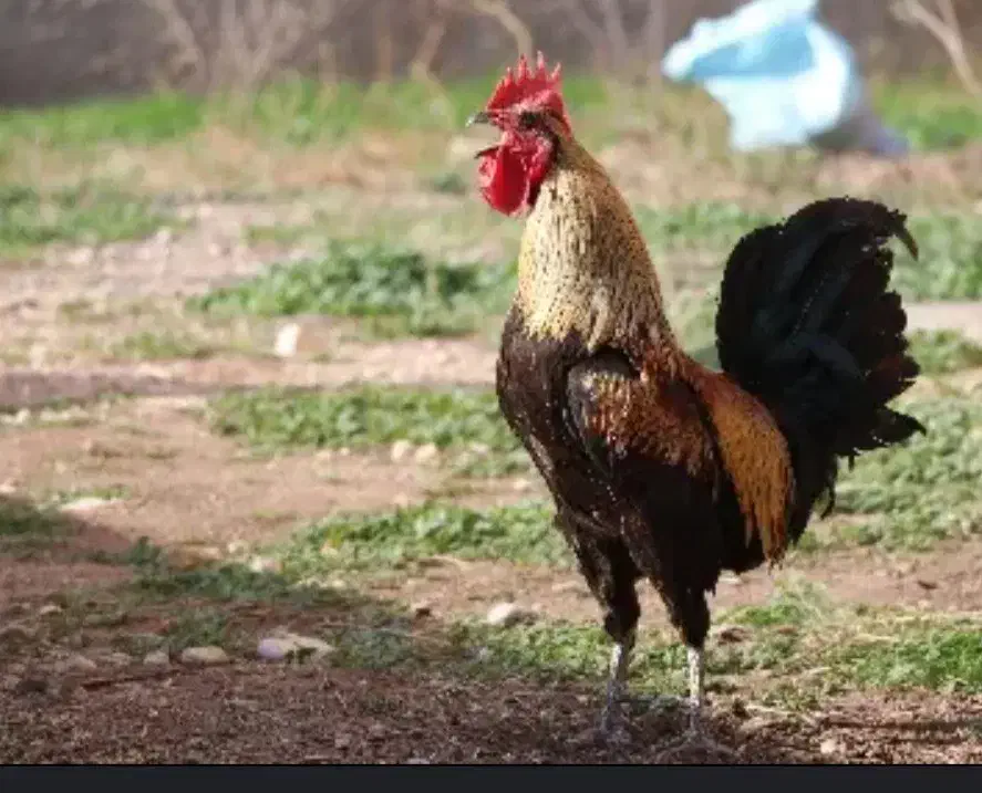 خروس|حیوانات مزرعه|قره ضیاالدین, |دیوار