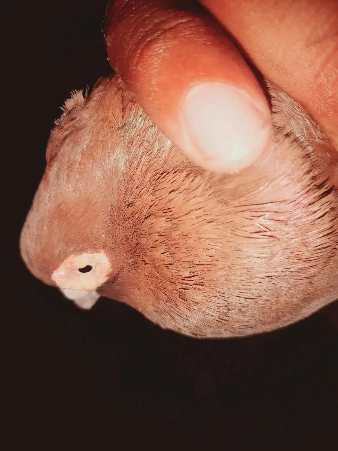 یع جفت صرب|پرنده|هندیجان, |دیوار