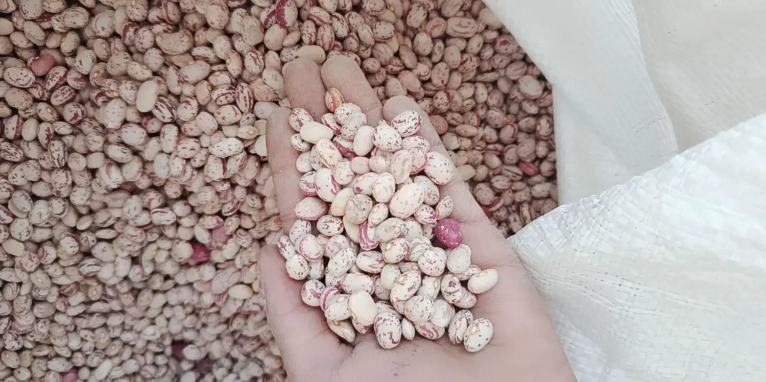 لوبیاچیتی|خوردنی و آشامیدنی|خرامه, |دیوار