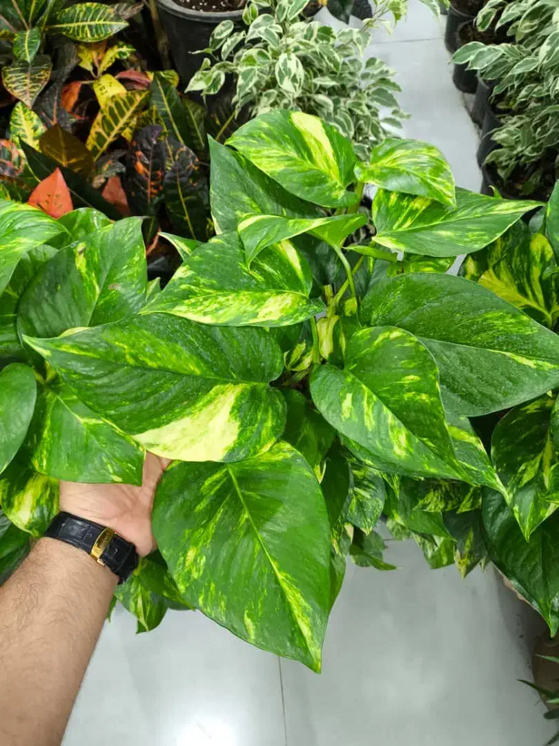 پتوس خز دار برگ پهن|گل و گیاه طبیعی|بندرعباس, |دیوار