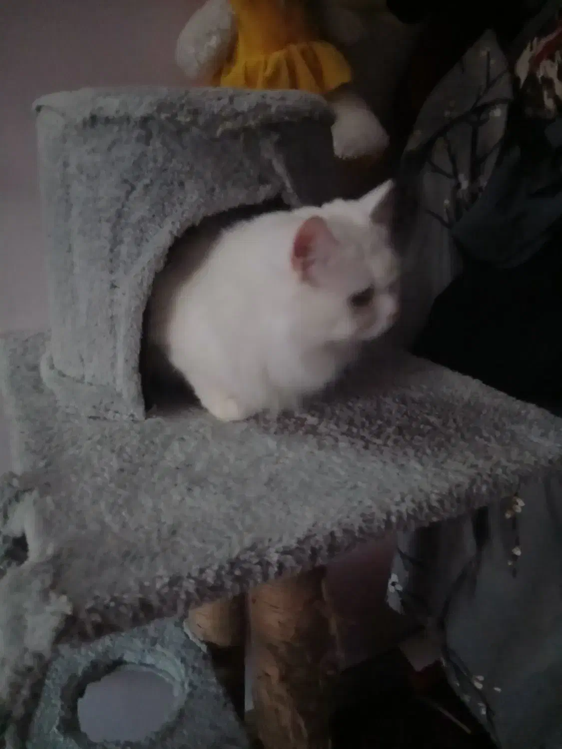 گربه پرشین کلاسیک اصیل|گربه|سورک, |دیوار