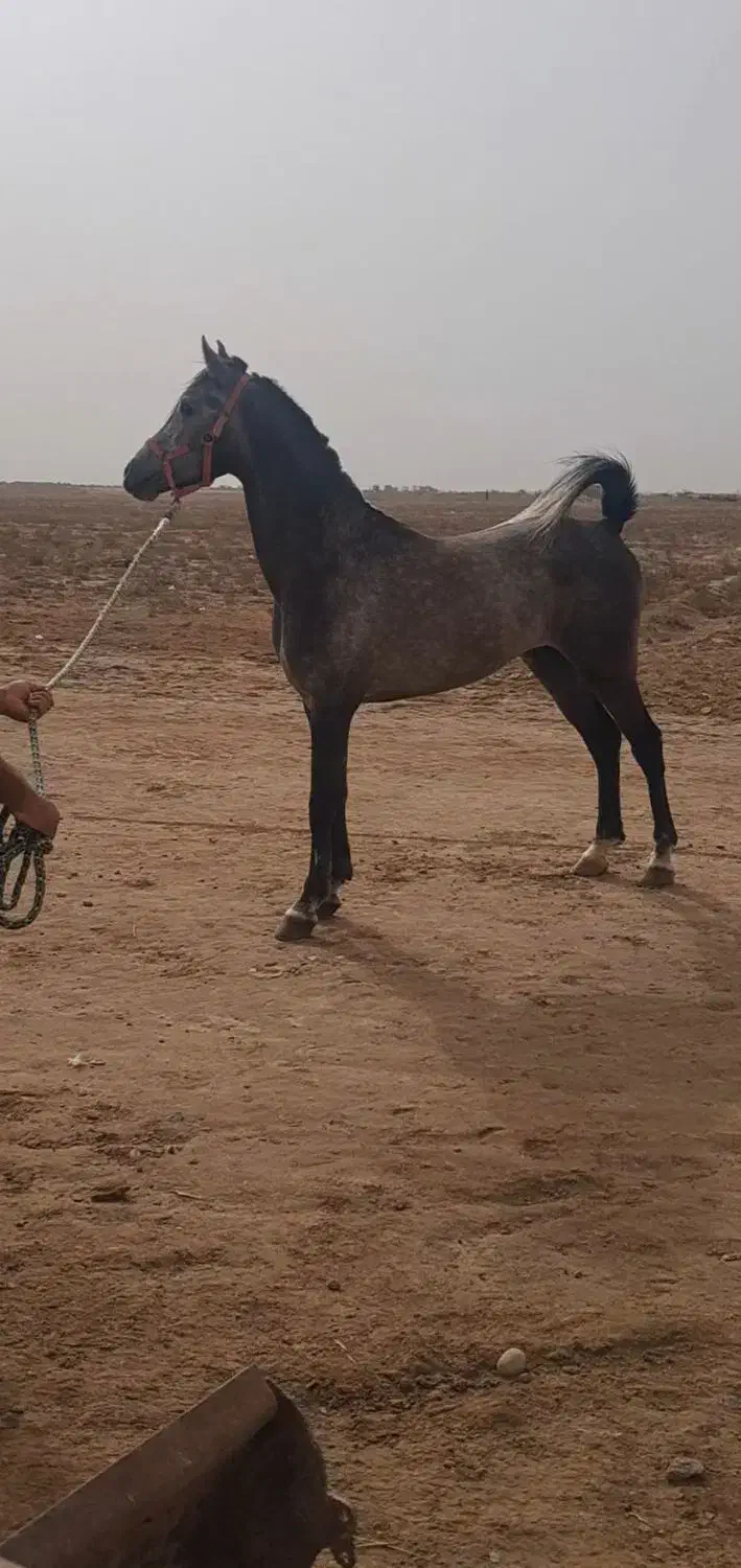 اسب خالص عرب|اسب و تجهیزات اسب‌سواری|تهران, شهرک انصار|دیوار