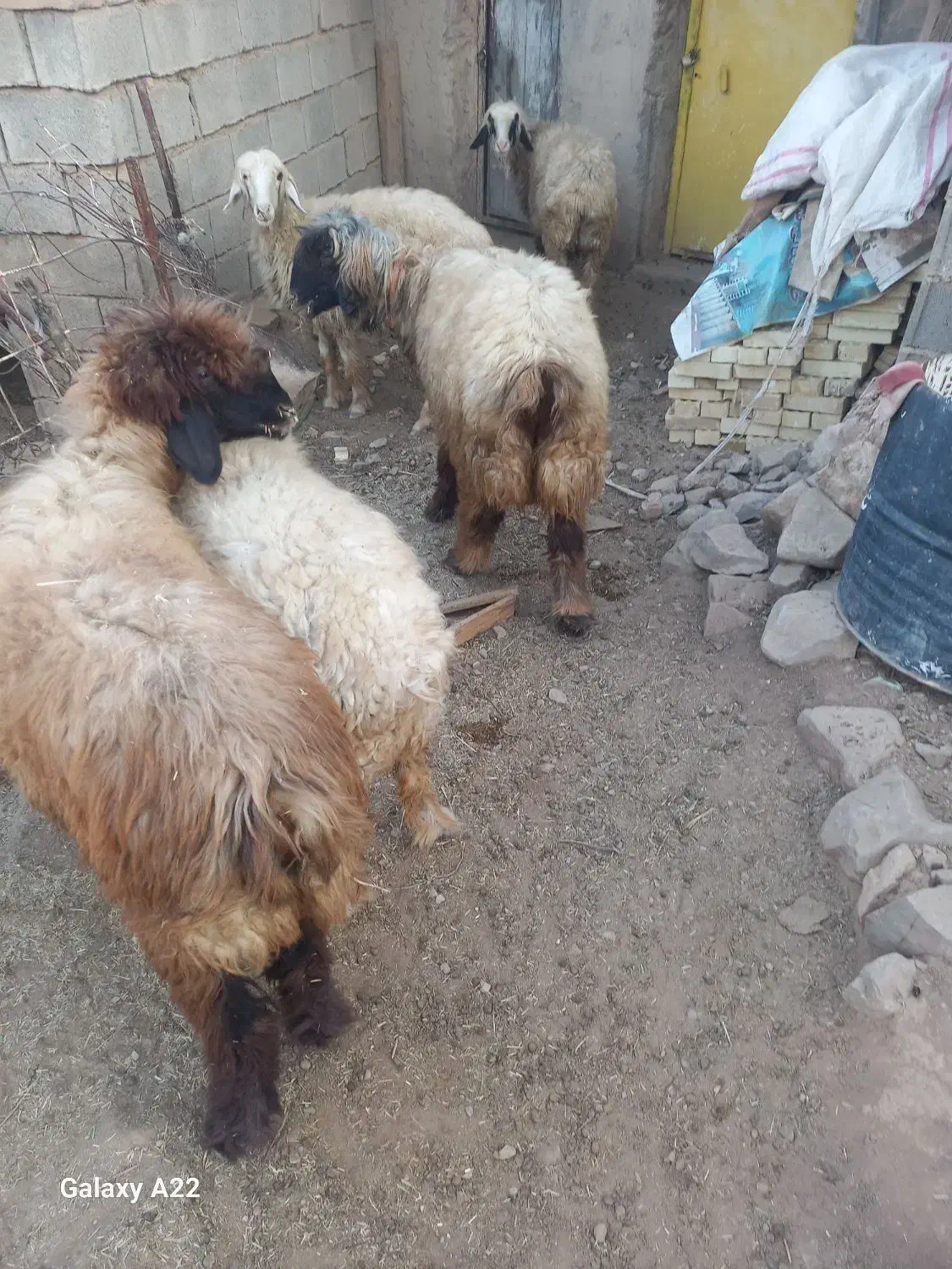 نرمیش داشتی و برای کوشت|حیوانات مزرعه|اندیکا, |دیوار