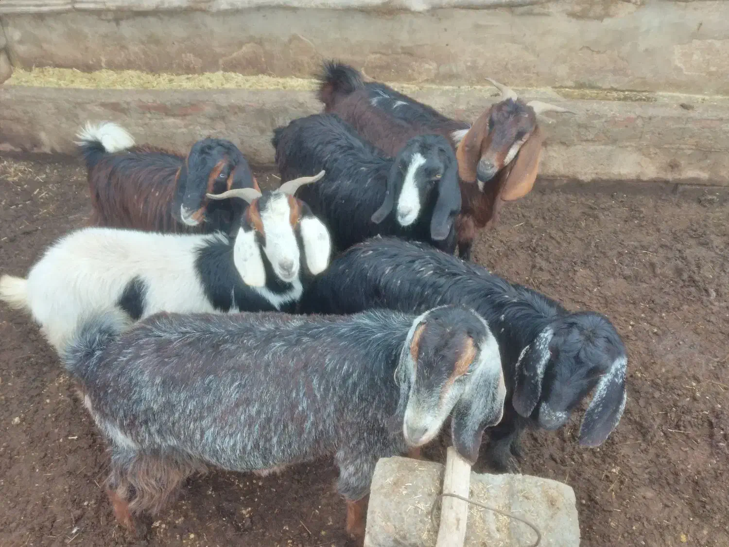 بز  ..|حیوانات مزرعه|چهاربرج, |دیوار