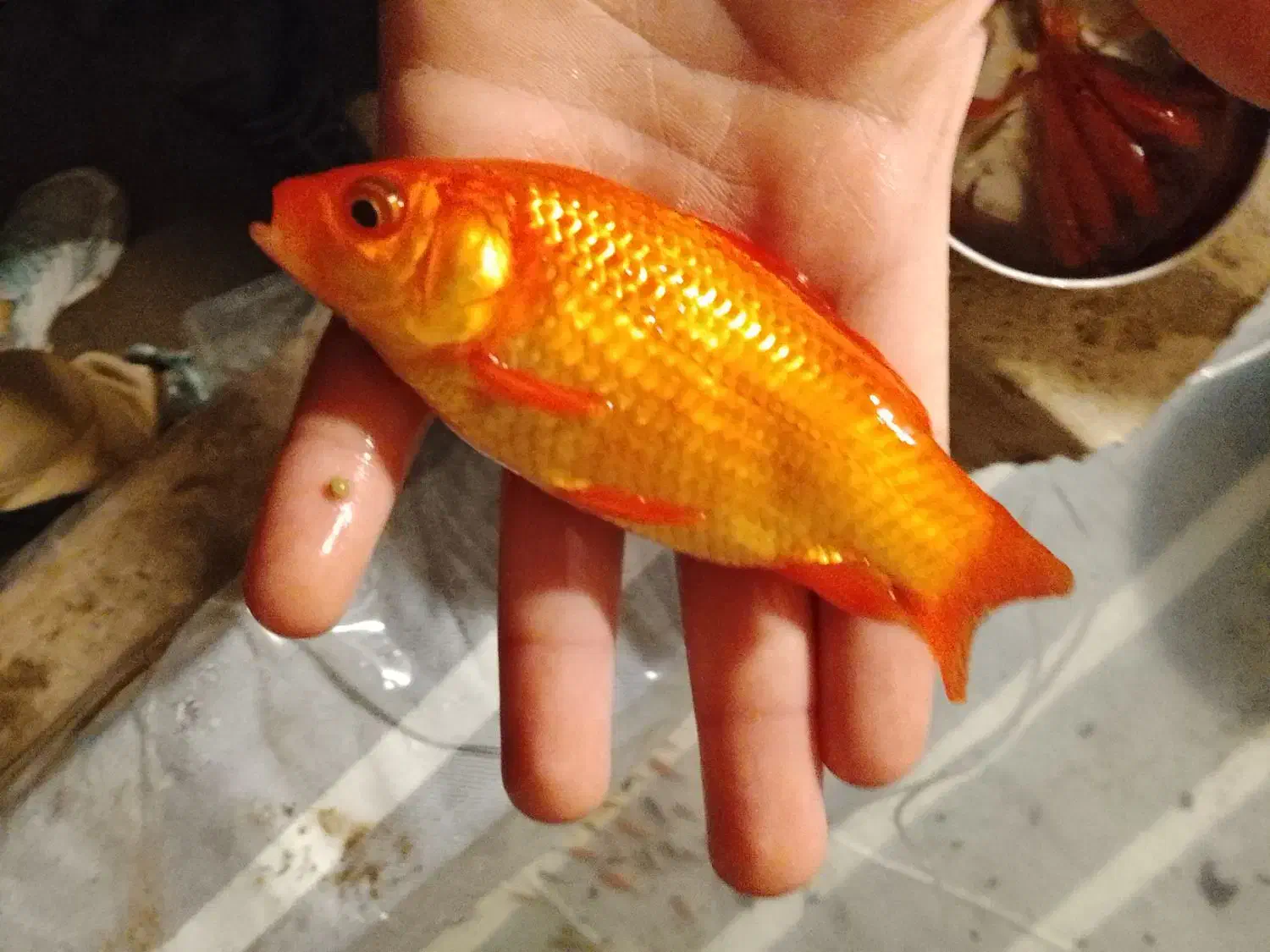 ماهی قرمز|ماهی|تهران, دانشگاه شریف|دیوار