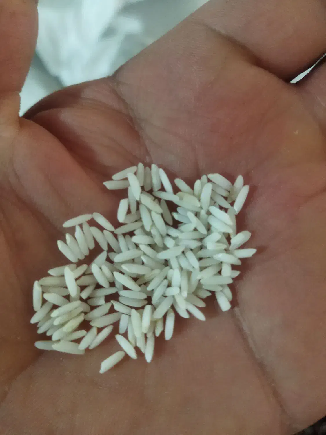 برنجمحلیدورود|خوردنی و آشامیدنی|سیلاخور, |دیوار