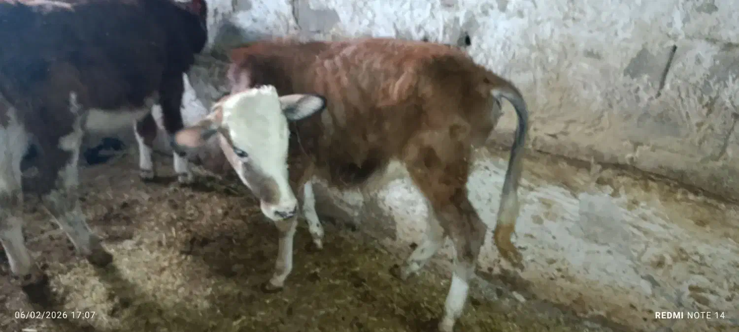 گاو گوساله نر|حیوانات مزرعه|جوانرود, |دیوار