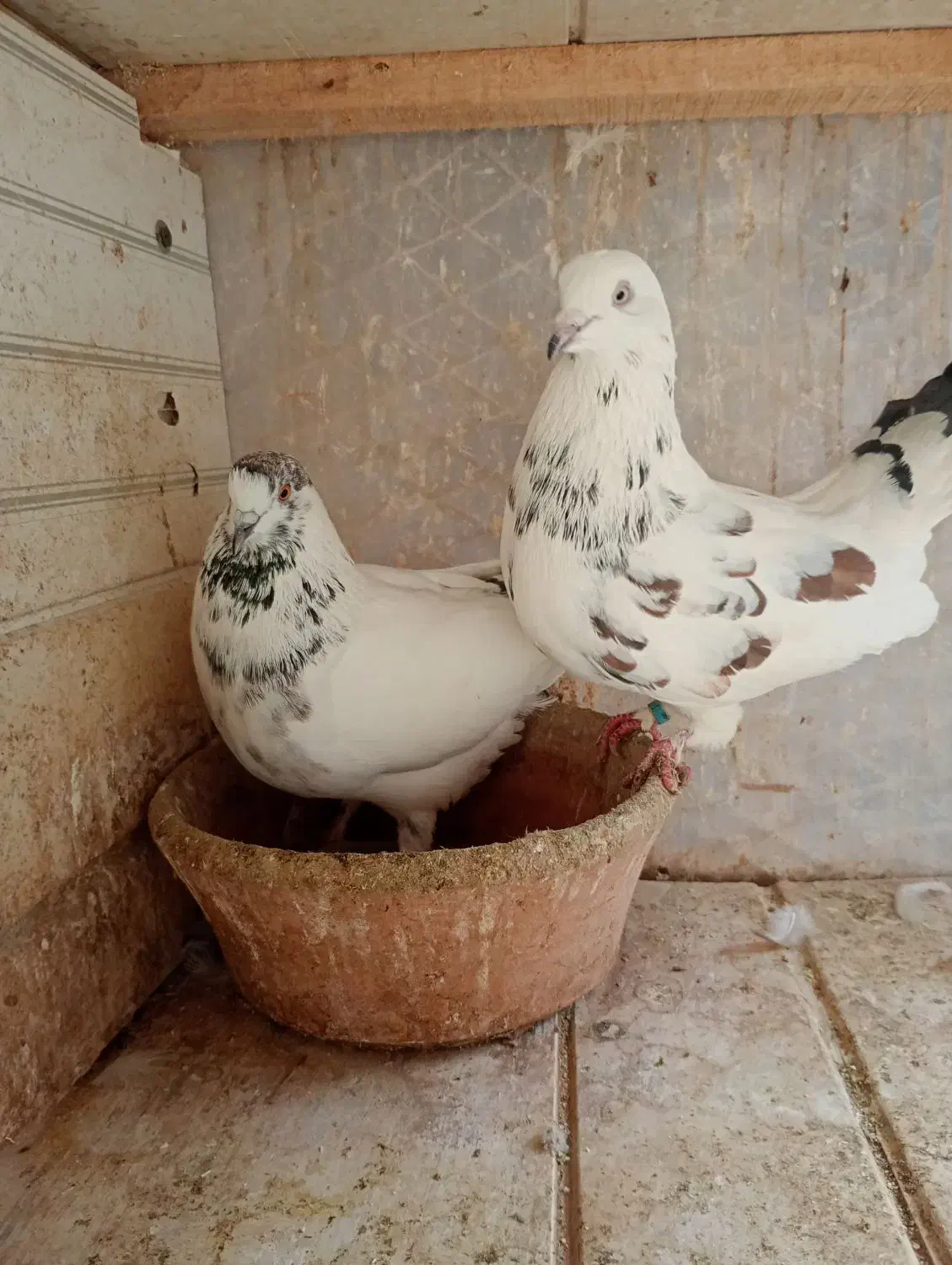 کبوتر گرفته مهرخورده|پرنده|رشت, سیا اسطلخ|دیوار