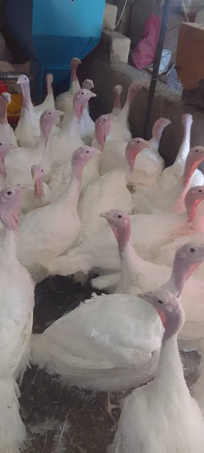 بوقلمون بیوتی|حیوانات مزرعه|همدان, |دیوار