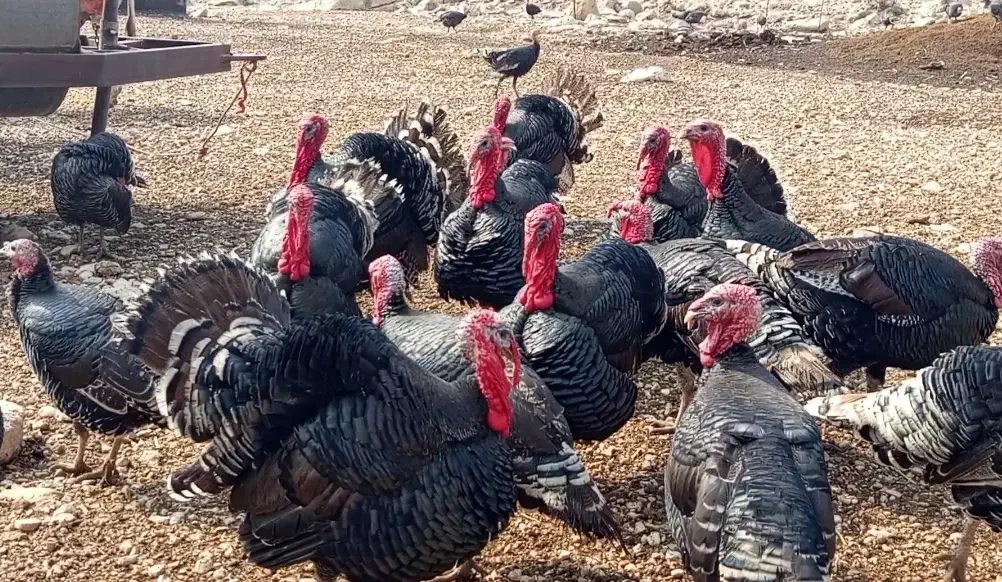 بوقلمون|حیوانات مزرعه|ویسیان, |دیوار