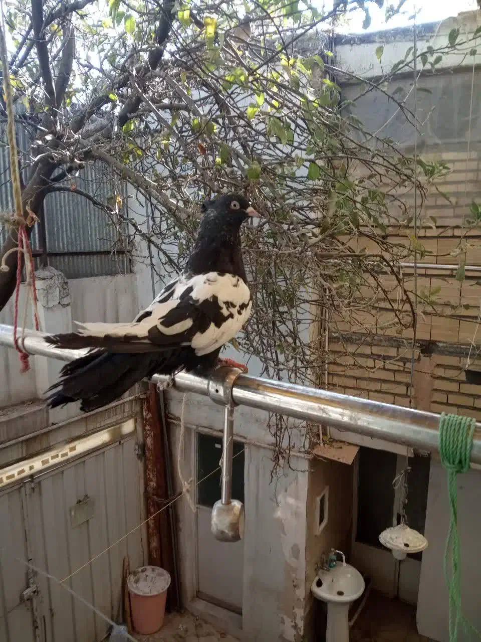 سینه سیاه|پرنده|مشهد, سجادیه|دیوار