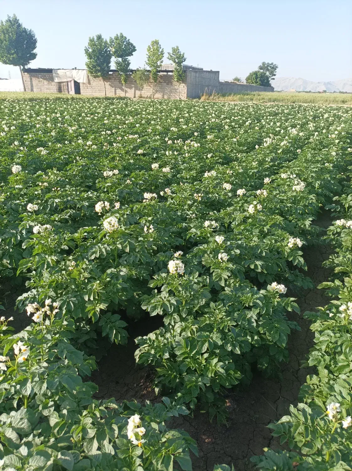 سیبزمینیدرجهیکعمدهفروشیشیراز|عمدهفروشی|اقلید, |دیوار