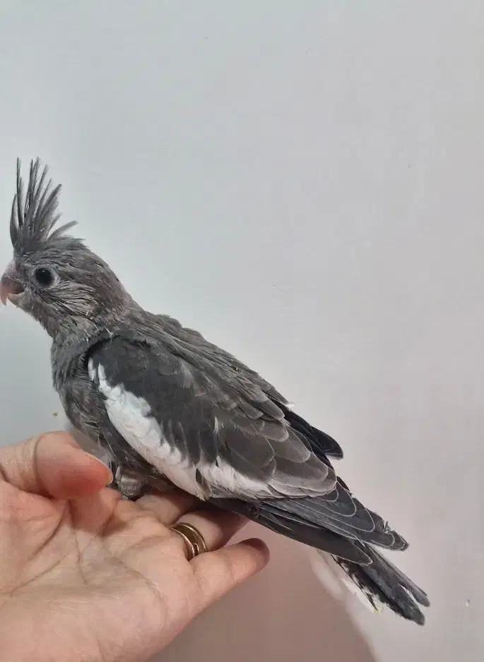 عروس هلندی سرلاکی نزدیک دان خور|پرنده|میناب, |دیوار