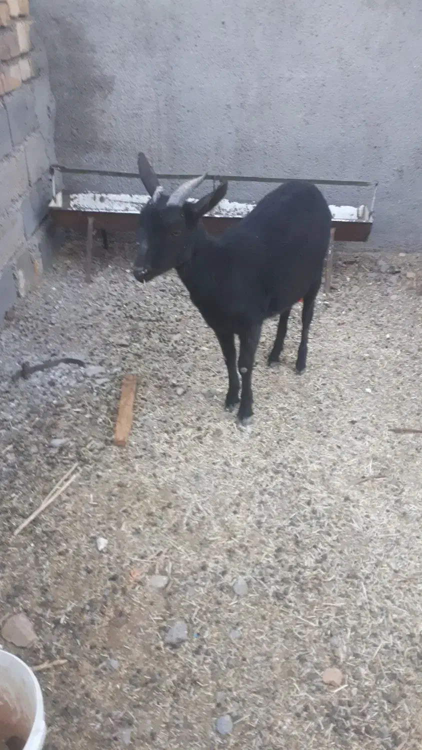یکعددشیرمو..مورسیاهسانناصلفروشی|حیوانات مزرعه|قائن, |دیوار